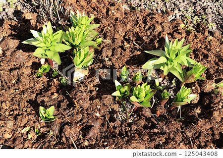The first flower sprouts are covered in the garden with horse manure. Manure is an environmentally friendly natural fertilizer that is used in the village. The concept of a natural lifestyle The first flower sprouts are covered in the garden with horse manure. Manure is an environmentally friendly natural fertilizer that is used in the village. The concept of a natural lifestyle 125043408
