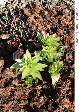 The first flower sprouts are covered in the garden with horse manure. Manure is an environmentally friendly natural fertilizer that is used in the village. The concept of a natural lifestyle 125043409