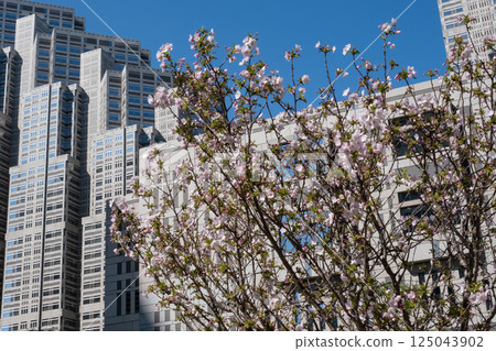 Scenery of skyscrapers and cherry blossoms Scenery of skyscrapers and cherry blossoms 125043902