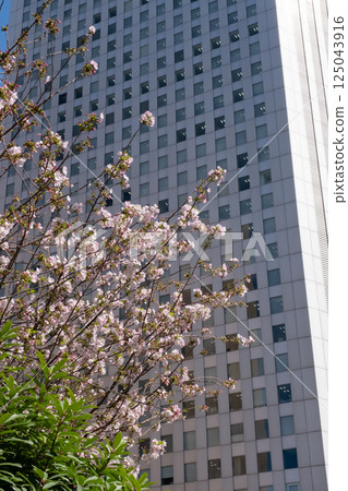 Scenery of skyscrapers and cherry blossoms 125043916