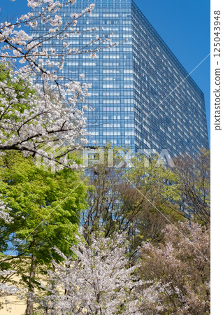 西新宿：櫻花盛開，摩天大樓林立 125043948