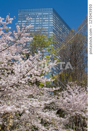 西新宿：櫻花盛開，摩天大樓林立 125043950