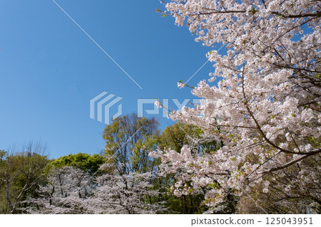 盛開的櫻花在藍天中閃耀 125043951