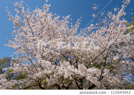 盛開的櫻花在藍天中閃耀 125043952