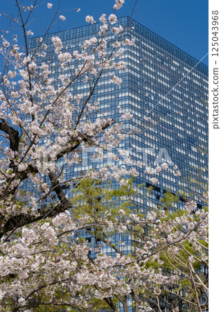 西新宿：櫻花盛開，摩天大樓林立 125043968
