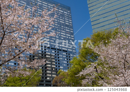 Nishi-Shinjuku: Cherry blossoms in full bloom and skyscrapers Nishi-Shinjuku: Cherry blossoms in full bloom and skyscrapers 125043988