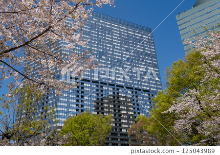 Nishi-Shinjuku: Cherry blossoms in full bloom and skyscrapers Nishi-Shinjuku: Cherry blossoms in full bloom and skyscrapers 125043989