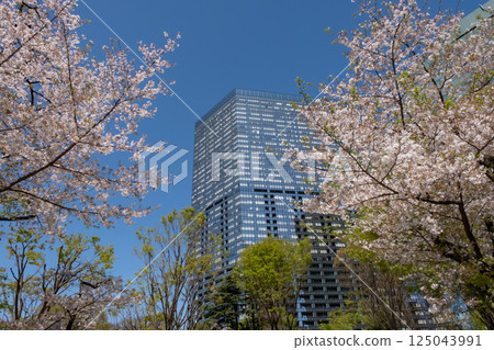 Nishi-Shinjuku: Cherry blossoms in full bloom and skyscrapers 125043991