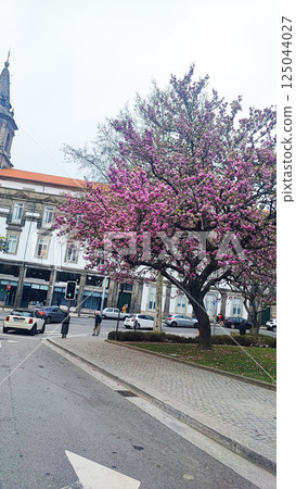 A blooming pink magnolia tree in the middle of the city of Porto, Portugal. The concept of spring in big cities 125044027