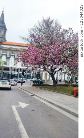 A blooming pink magnolia tree in the middle of the city of Porto, Portugal. The concept of spring in big cities 125044028