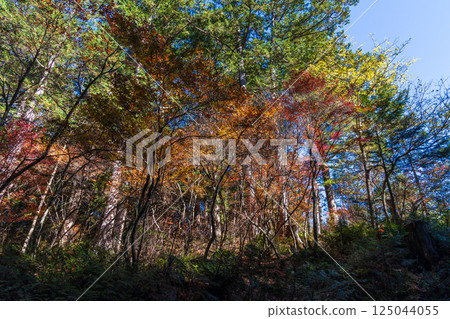 Autumn in Agematsu, Nagano Prefecture: Autumn foliage at Akazawa Natural Recreation Forest 125044055