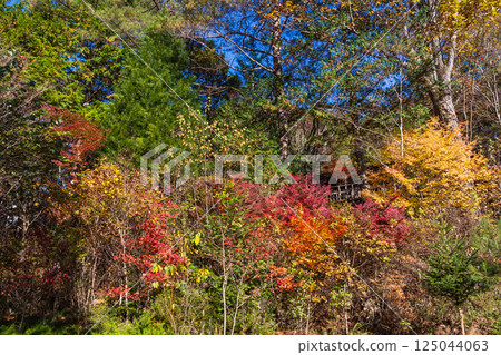 Autumn in Agematsu, Nagano Prefecture: Autumn foliage at Akazawa Natural Recreation Forest 125044063