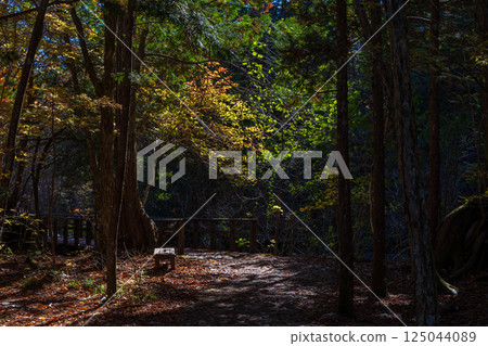 Autumn in Agematsu, Nagano Prefecture: Autumn foliage at Akazawa Natural Recreation Forest 125044089
