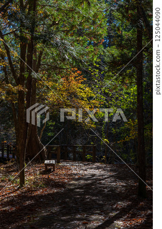 Autumn in Agematsu, Nagano Prefecture: Autumn foliage at Akazawa Natural Recreation Forest 125044090