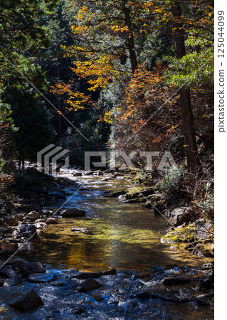 Autumn in Agematsu, Nagano Prefecture: Autumn foliage at Akazawa Natural Recreation Forest 125044099