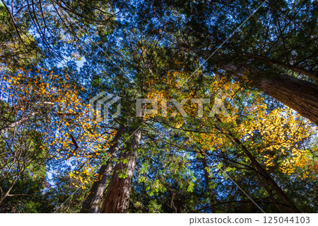 Autumn in Agematsu, Nagano Prefecture: Autumn foliage at Akazawa Natural Recreation Forest 125044103