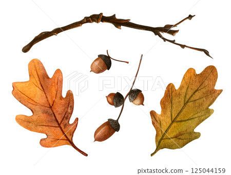 Oak branch with autumn leaves and acorns. Watercolor isolated clipart for fall and natural projects. Botanical seasonal illustration perfect for design, print, fabric, pattern, wrapping or background Oak branch with autumn leaves and acorns. Watercolor isolated clipart for fall and natural projects. Botanical seasonal illustration perfect for design, print, fabric, pattern, wrapping or background 125044159