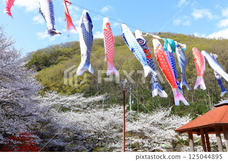 [Kagawa Prefecture] Fudonotaki Country Park in spring when the cherry blossoms bloom (cherry blossoms and carp streamers) 125044895