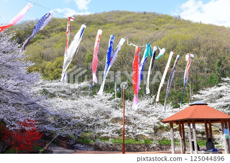 [Kagawa Prefecture] Fudonotaki Country Park in spring when the cherry blossoms bloom (cherry blossoms and carp streamers) 125044896
