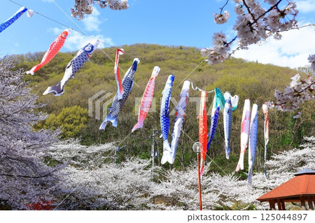 [Kagawa Prefecture] Fudonotaki Country Park in spring when the cherry blossoms bloom (cherry blossoms and carp streamers) 125044897