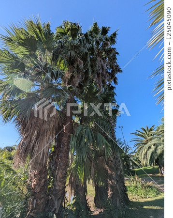 Washingtonia robusta palm trees in the botanical garden in Cordoba, Argentina. Blue sky background Washingtonia robusta palm trees in the botanical garden in Cordoba, Argentina. Blue sky background 125045090