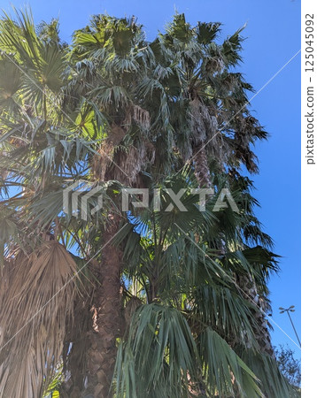 Washingtonia robusta palm trees in botanical garden in Cordoba, Argentina. Blue sky 125045092