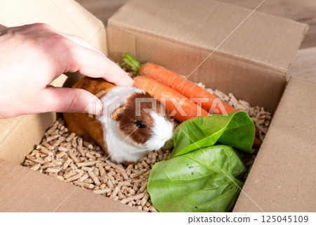 Guinea pig in cardboard, animal pet Guinea pig in cardboard, animal pet 125045109