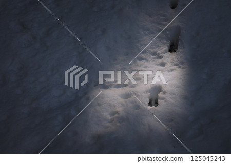 Animal footprints illuminated by sunlight filtering through the trees [Nagano Prefecture] 125045243
