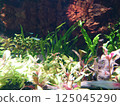 Aquarium: Sea creatures swimming happily in colorful tanks 125045290
