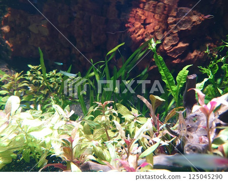 Aquarium: Sea creatures swimming happily in colorful tanks 125045290