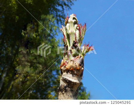 A photo of taros taken in a rural area with a blue sky in the background 125045291