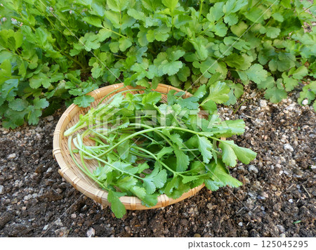 Photo of coriander harvested in a bamboo basket in a home garden Photo of coriander harvested in a bamboo basket in a home garden 125045295