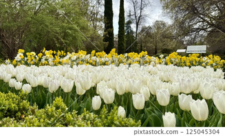 Vibrant spring blooms in Madrid's botanical garden. White tulips and yellow daffodils. 125045304