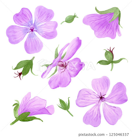 Set of light purple geranium maculatum flowers and buds by watercolor Set of light purple geranium maculatum flowers and buds by watercolor 125046337