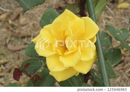 rose rose 125046965