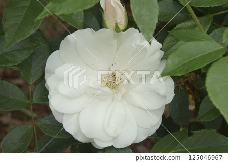 rose rose 125046967