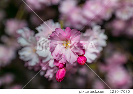 Cute pink cherry blossoms 125047080