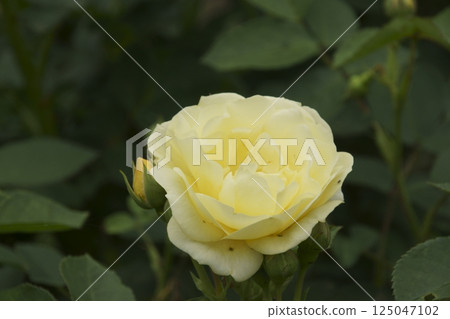 rose rose 125047102