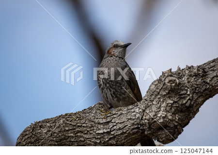 Brown-eared bulbulous on branches Brown-eared bulbulous on branches 125047144