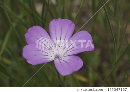 Muginadeshiko 125047167