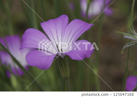 Muginadeshiko 125047168