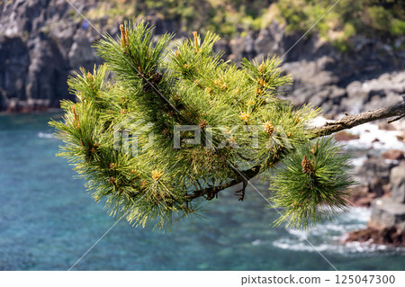 The clear blue sea and cliffs of Jogasaki on the east coast of the Izu Peninsula The clear blue sea and cliffs of Jogasaki on the east coast of the Izu Peninsula 125047300