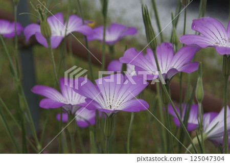 Muginadeshiko Muginadeshiko 125047304