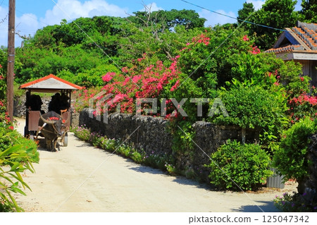 Water buffalo carts going through the town of Taketomi Island 125047342