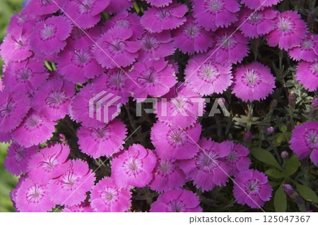 石竹 125047367