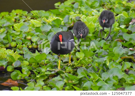 A mother and her baby moorhen walking through floating plants A mother and her baby moorhen walking through floating plants 125047377