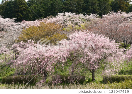 Hitachi Fudoki Hill: A view of weeping cherry blossoms in full bloom 125047419
