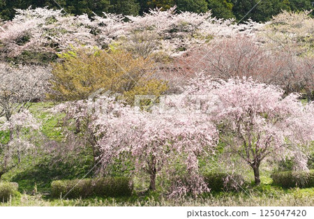 Hitachi Fudoki Hill: A view of weeping cherry blossoms in full bloom 125047420