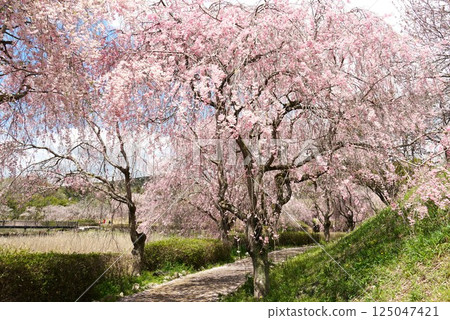 Hitachi Fudoki Hill: A view of weeping cherry blossoms in full bloom 125047421