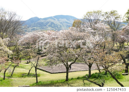 Isobe Sakuragawa Park - A view of the cherry blossoms, a natural monument, in full bloom 125047433